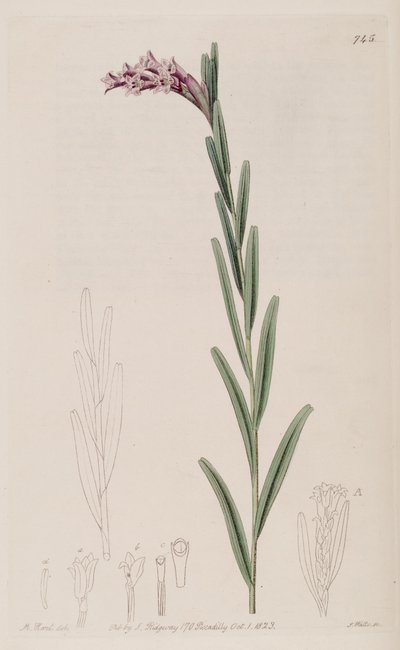 Illustration of Isochilus linearis av Jams  Watts